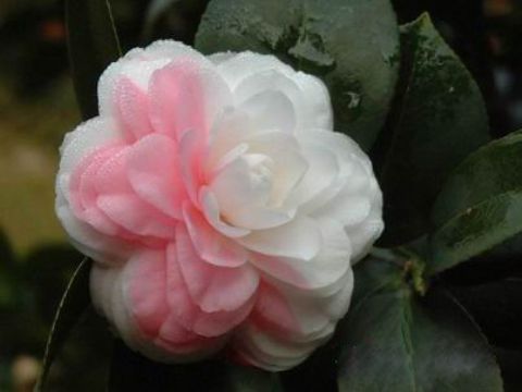 Camelliasaponin 